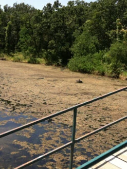 Blast, 2,500 Gallon, 5 Packets 9 Blast, 2,500 Gallon, 5 Packets -Flowers Plants Shop 37425 001v 1 1