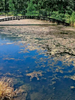 Aquasphere Pond Cleaners -Flowers Plants Shop 37425 002ed 1