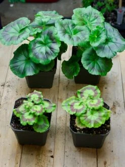 Organic Seed Starting Mix, 6 Quarts 9 Organic Seed Starting Mix, 6 Quarts -Flowers Plants Shop 37808 002E tif