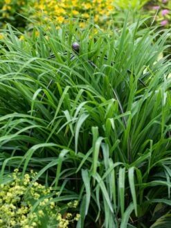 Jardin Bird Cage Support, 26" 9 Jardin Bird Cage Support, 26" -Flowers Plants Shop 39 521 0073 tif