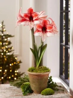 Premium Amaryllis Bulb -Flowers Plants Shop 39 733 Charisma 2021 08 tif