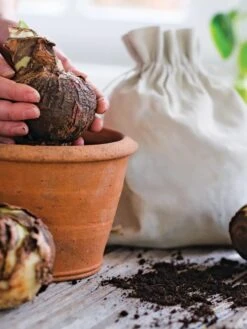 Premium Amaryllis Bulb -Flowers Plants Shop 39 733 bagged 2020 05000 tif