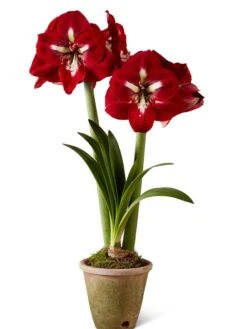 Premium Amaryllis Bulb -Flowers Plants Shop 39733 2020 2002 silo tif