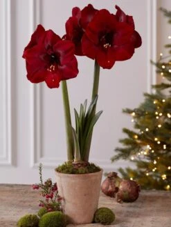 Premium Amaryllis Bulb -Flowers Plants Shop 39733 2020 2004 tif