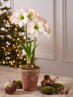 Premium Amaryllis Bulb -Flowers Plants Shop 39733 2020 2006 tif