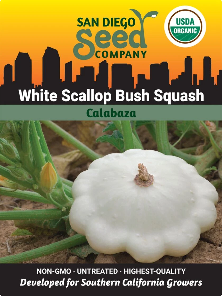 Squash, White Scallop Bush Summer Organic Seeds 3 Squash, White Scallop Bush Summer Organic Seeds