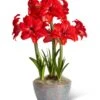Double Delicious Potted Amaryllis Trio -Flowers Plants Shop 3 4 crop 8612757 2385 double delicious potted amaryllis trio