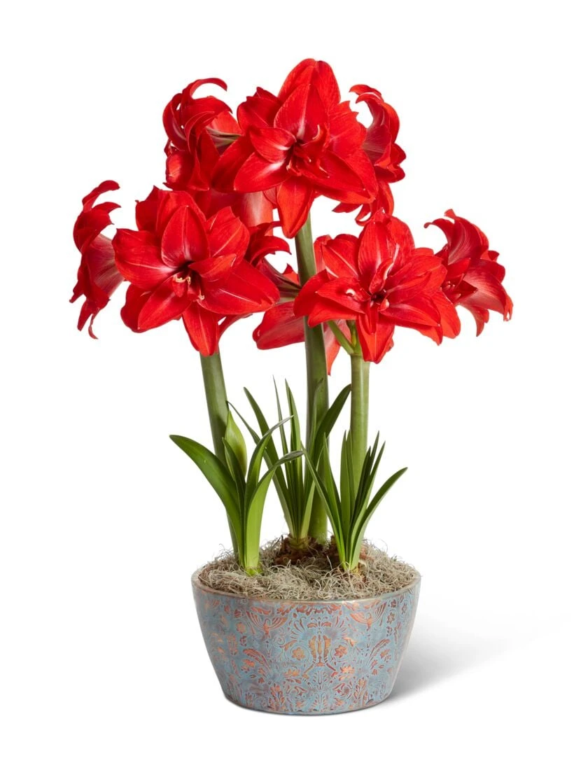 Double Delicious Potted Amaryllis Trio 3 Double Delicious Potted Amaryllis Trio