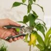 Houseplant Pruner -Flowers Plants Shop 3 4 crop 8612961 0040 houseplant pruner