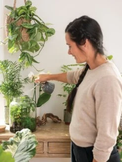 Indoor Plant Mister -Flowers Plants Shop 3 4 crop 8612962 3792