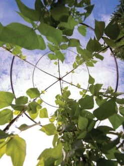 Jardin Tower 12 Jardin Tower -Flowers Plants Shop 3 4 crop 8612997 0033