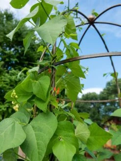 Jardin Tower 10 Jardin Tower -Flowers Plants Shop 3 4 crop 8612997 0058