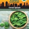 Corvair Spinach Organic Seeds 2 Corvair Spinach Organic Seeds -Flowers Plants Shop 3 4 crop 8613868 06842 Spinach Corvair SDSC