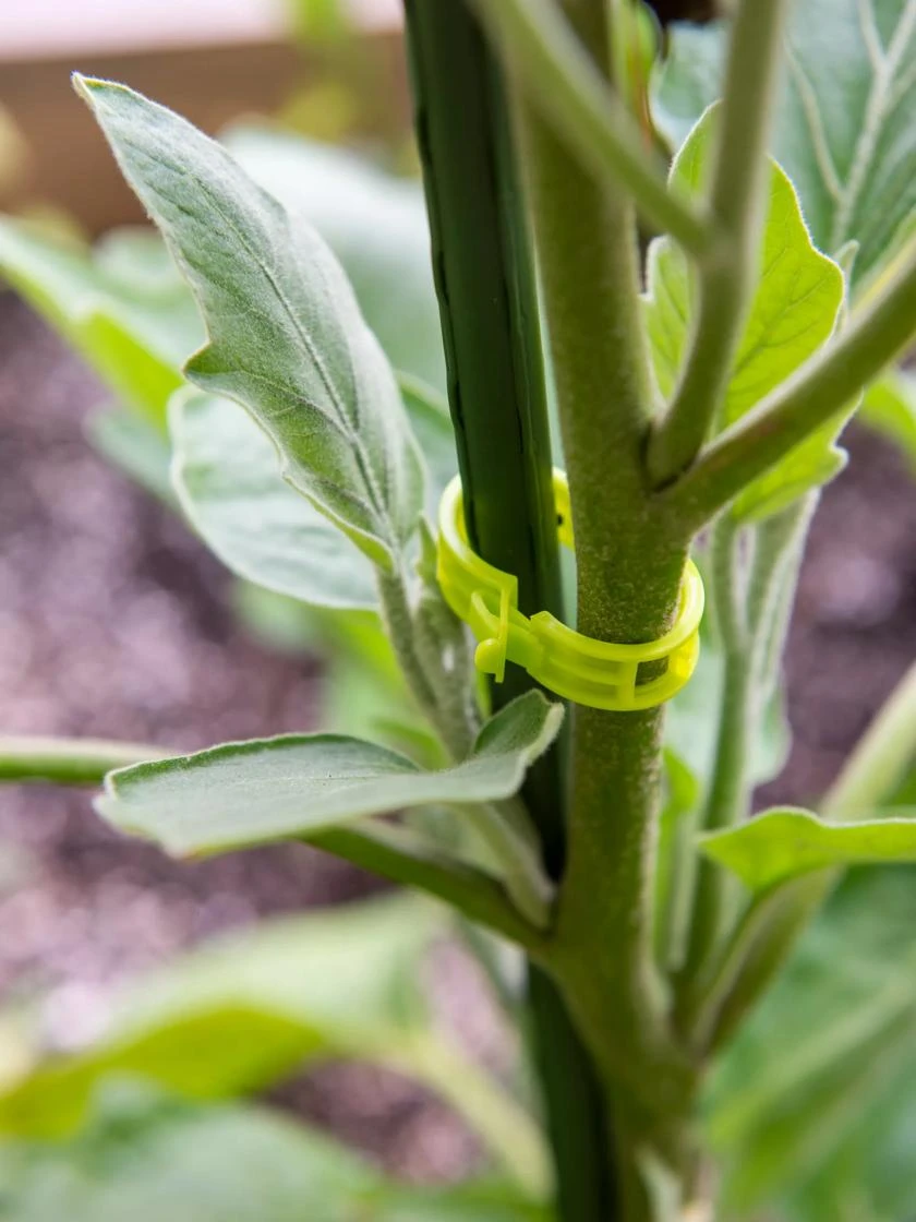 Garden Clips, Set Of 48 4 Garden Clips, Set Of 48 - Image 2