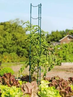 Stacking Tomato Ladders, Set Of 6 -Flowers Plants Shop 40309 100 tif