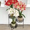 Nesting Triple Pot Stand -Flowers Plants Shop 8586747 6012 tif