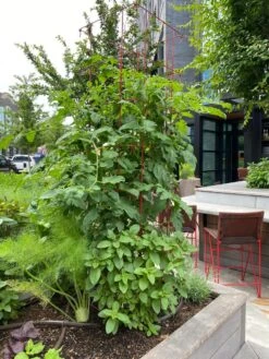 Tomato Towers, Set Of 2 -Flowers Plants Shop 8587041 01IN tif