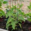 Pepper And Eggplant Cages, Set Of 3 -Flowers Plants Shop 8587048 1073 tif