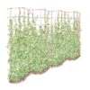 Tall Expandable Pea Trellis 1 Tall Expandable Pea Trellis -Flowers Plants Shop 8587062 0001 RED tall expandable pea trelis tif