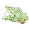 Large Cucumber Trellis -Flowers Plants Shop 8587082 CukeTrellis L Blk 001E tif