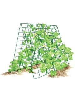 Deluxe Cucumber Trellis -Flowers Plants Shop 8587083 001 GRN tif