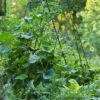 Deluxe Cucumber Trellis -Flowers Plants Shop 8587083 01IN