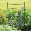 Jardin Ladder Trellis 1 Jardin Ladder Trellis -Flowers Plants Shop 8587107 1651 tif