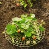 Strawberry Supports, Set Of 6 -Flowers Plants Shop 8587970 1039 tif