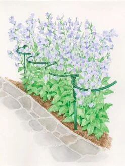 Tidy Path Supports 7 Tidy Path Supports -Flowers Plants Shop 8588403 003 1