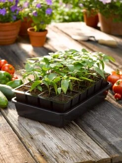 Growease Seed Starter Kit -Flowers Plants Shop 8589987 1148 tif