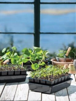 Growease Seed Starter Kit -Flowers Plants Shop 8589987 7871 tif