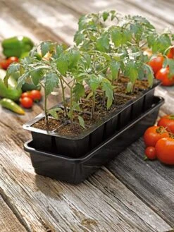 Growease Seed Starter Kit -Flowers Plants Shop 8589988 1056 tif