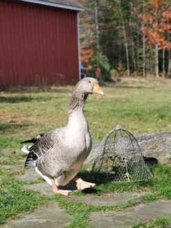 Chicken Wire Cloche -Flowers Plants Shop 8590210 01IN tif