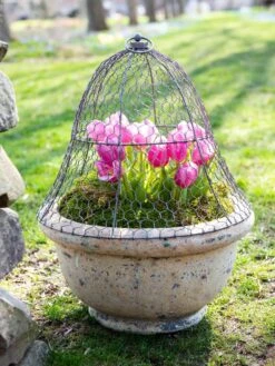 Chicken Wire Cloche -Flowers Plants Shop 8590210 021 tif