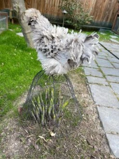 Chicken Wire Cloche -Flowers Plants Shop 8590210 02CUST tif