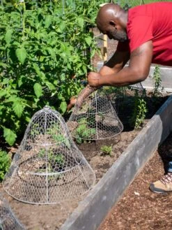 Chicken Wire Cloche With Extension -Flowers Plants Shop 8590210 0442 tif