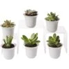 Succulent Terrarium Plant Collection, Set Of 6 2 Succulent Terrarium Plant Collection, Set Of 6 -Flowers Plants Shop 8591769 3597 tif