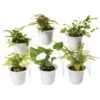 Fern Terrarium Plant Collection, Set Of 6