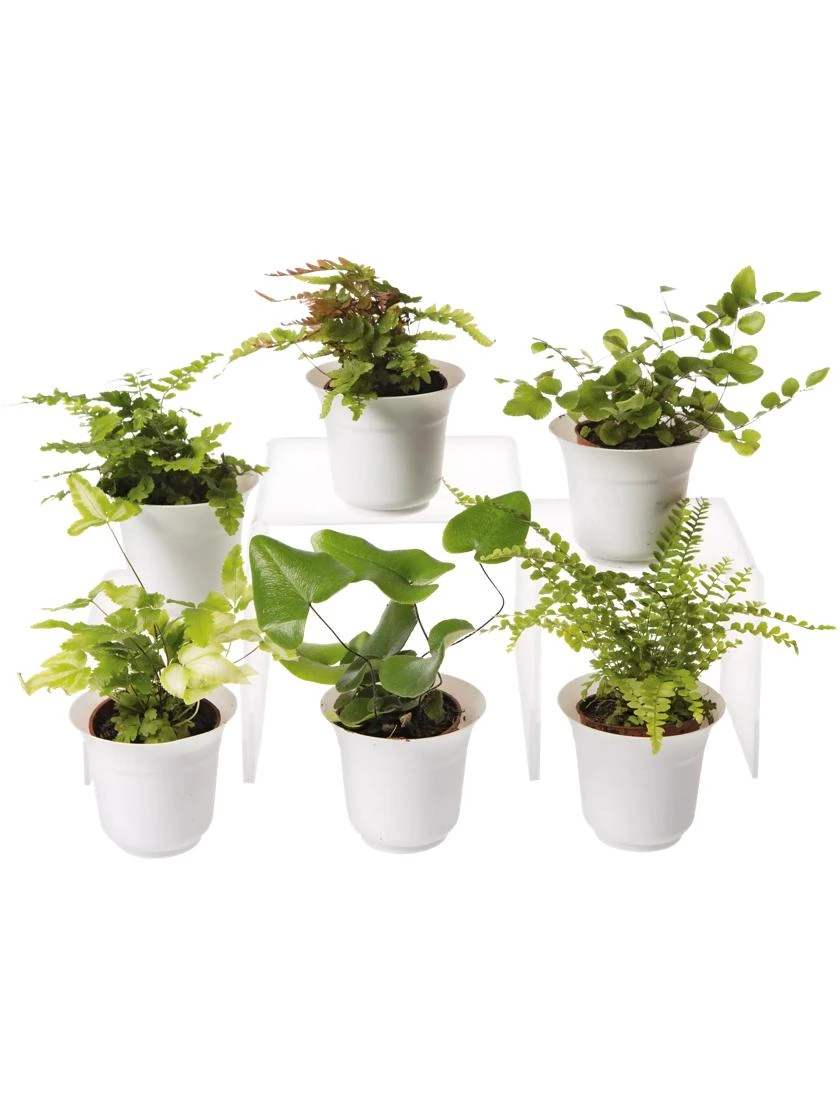 Fern Terrarium Plant Collection, Set Of 6 3 Fern Terrarium Plant Collection, Set Of 6
