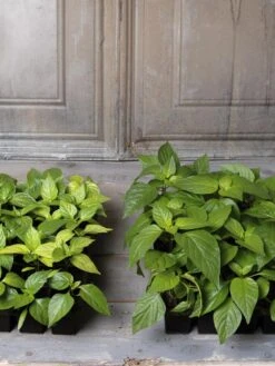 Organic Seed Starting Mix, 6 Quarts 10 Organic Seed Starting Mix, 6 Quarts -Flowers Plants Shop 8592212 002E tif