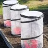 Tomato TLC Kits, Set Of 3 2 Tomato TLC Kits, Set Of 3 -Flowers Plants Shop 8594214 0183 tif