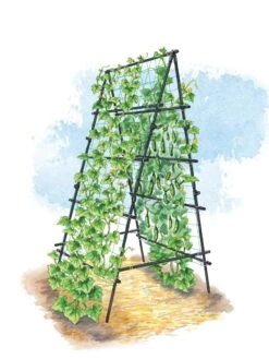 Titan A-Frame Trellis -Flowers Plants Shop 8595755 TitanAFrame art tif