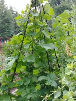 Titan Teepee Trellis -Flowers Plants Shop 8595757 01EMP tif