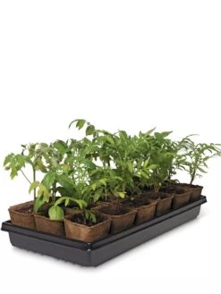 3-1/2” Square Biodegradable Pots & Tray Set -Flowers Plants Shop 8595968 3916 tif
