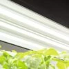 LED SunLite® High Intensity Fixture -Flowers Plants Shop 8596021 3125 tif