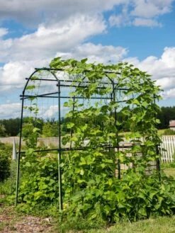 Titan Squash Tunnel -Flowers Plants Shop 8596276 0133 tif