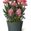 Mother's Day Bloom Bulb Garden -Flowers Plants Shop 8597243 MothersDay 2023
