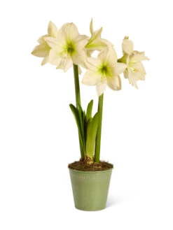 Star Potted Amaryllis -Flowers Plants Shop 8597478 2022 lemonstar silo lemon star potted amaryllis
