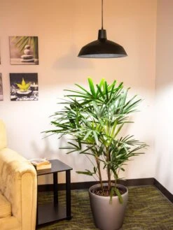 Barnyard Pendant LED Grow Light 7 Barnyard Pendant LED Grow Light -Flowers Plants Shop 8598025 0256