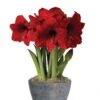 Sweet Delight Bulb Garden -Flowers Plants Shop 8598179 valentines 2022